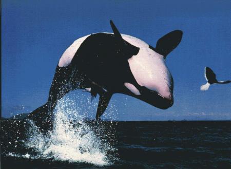 Libre